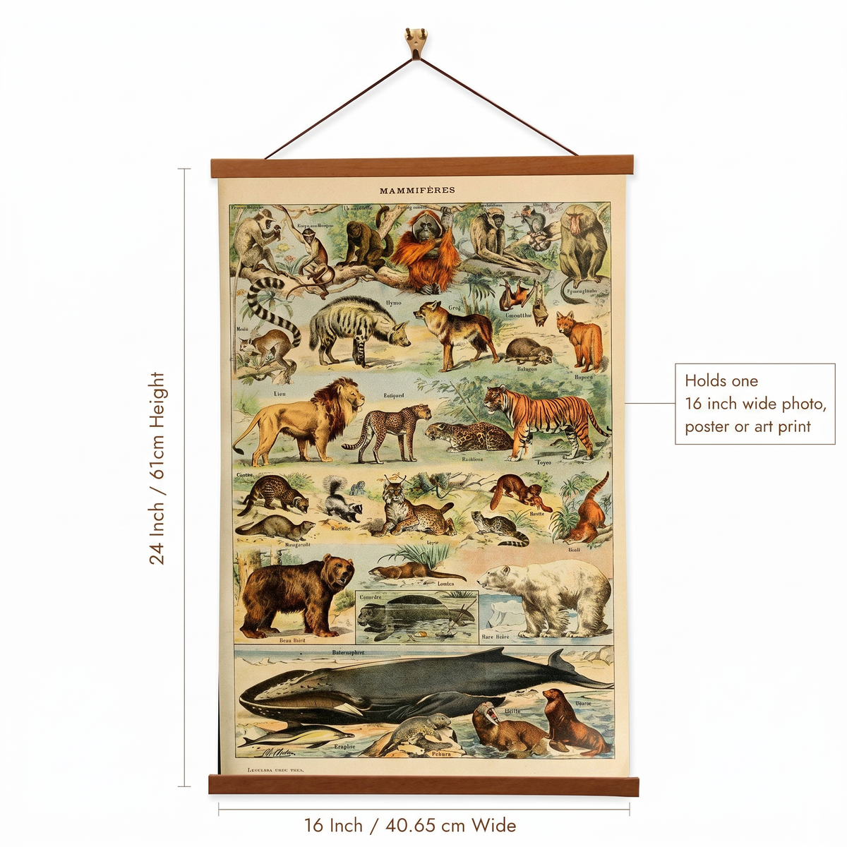Mammals (Mammifères) Set C by Adolphe Millot Canvas Print