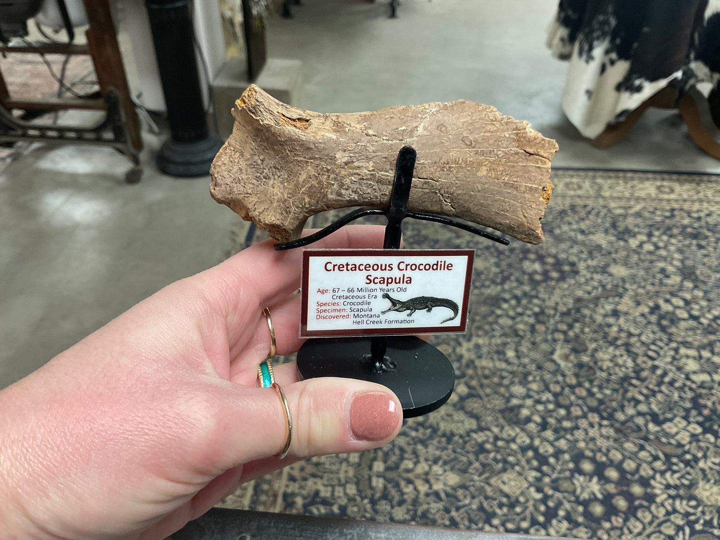Dino Fossils
