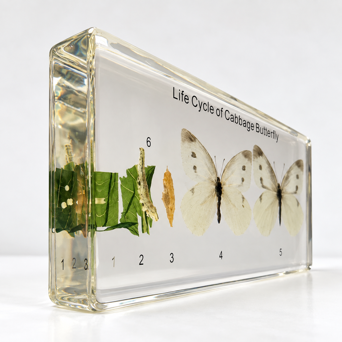 Cabbage butterfly life cycle resin specimen display