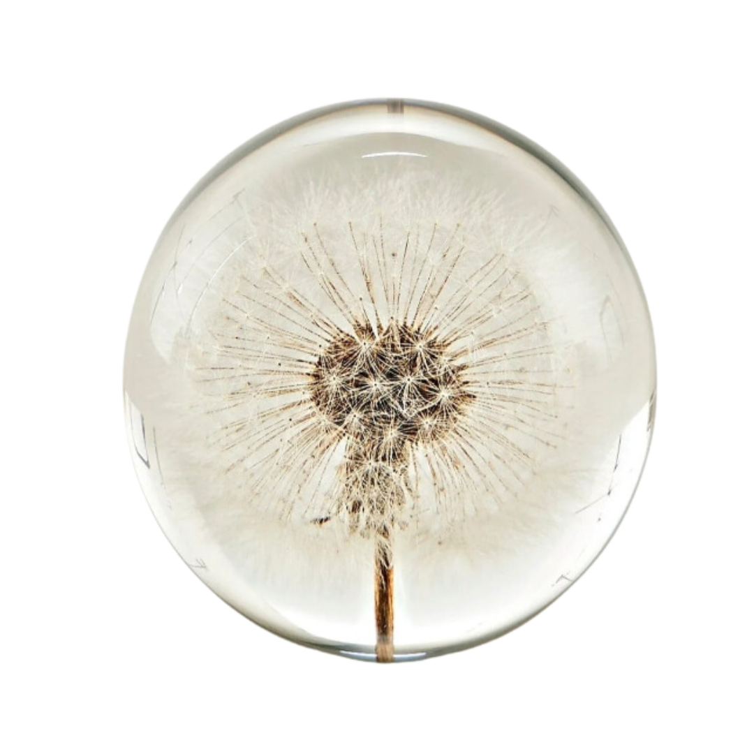 Preserved Dandelion