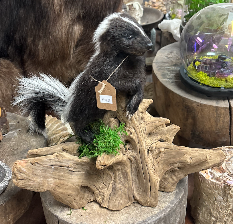 Taxidermy Skunk