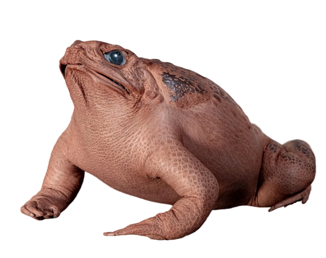 Taxidermy Cane Toad
