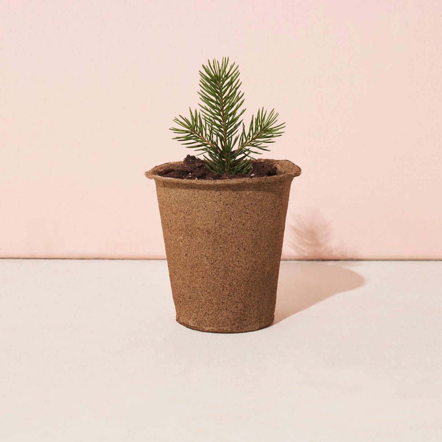 One-For One Tree Kit - American Sycamore