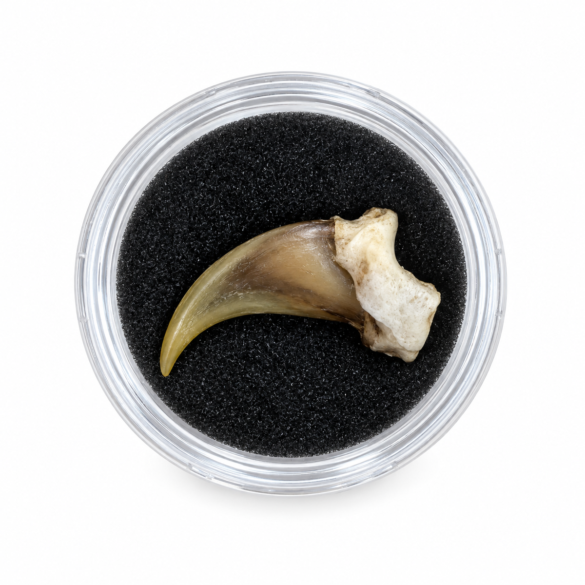 Real curved bobcat claw in a clear round display capsule with black backing