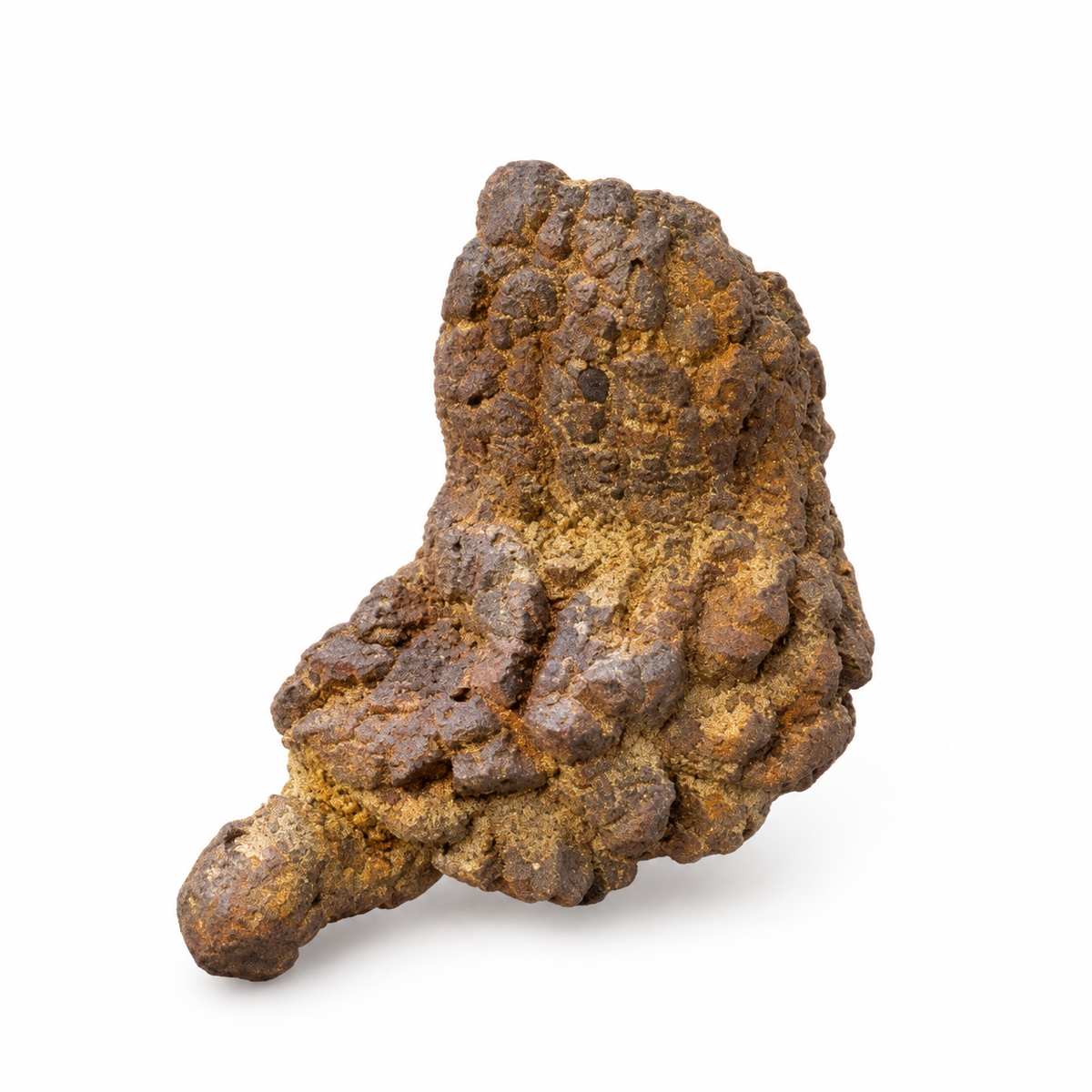 Curved brown and ochre coprolite specimen.