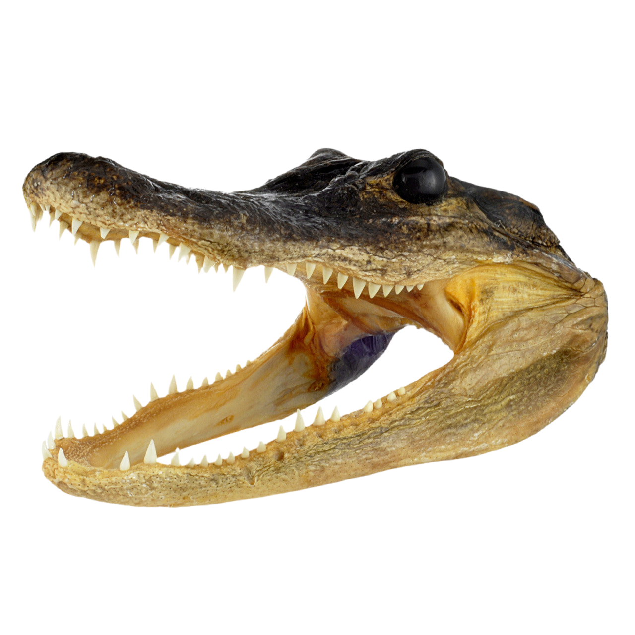 Taxidermy alligator head with open jaws