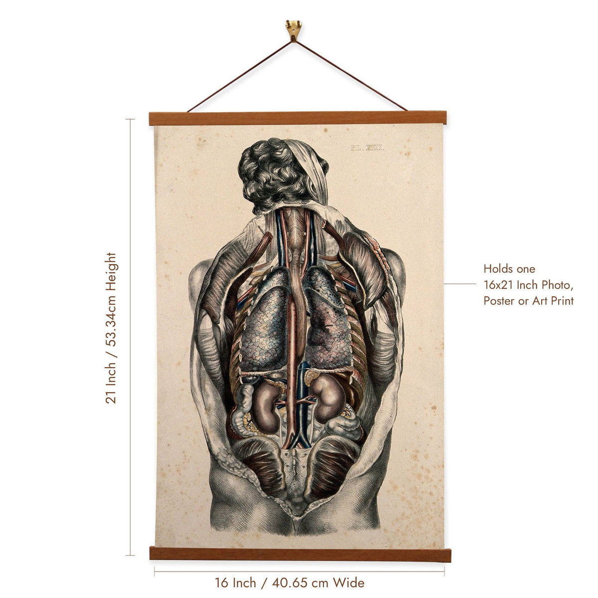The Body Of A Man Coloured lithograph by William Fairland - Giclee Print on Canvas with Magnetic Hanger