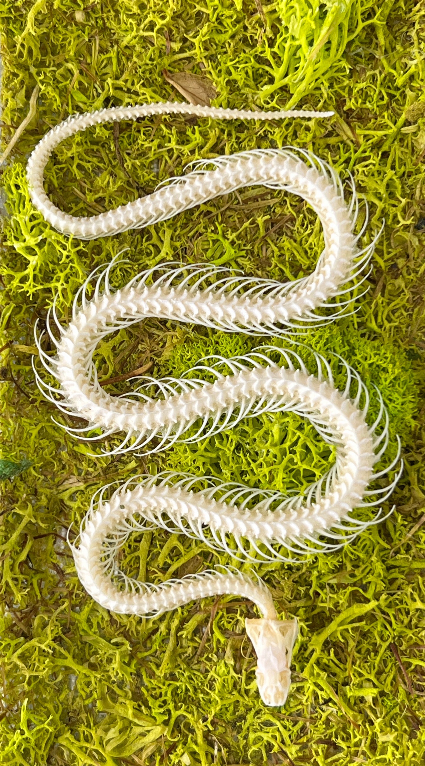 Snake Skeleton