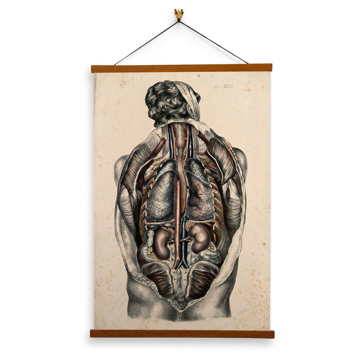The Body Of A Man Coloured lithograph by William Fairland - Giclee Print on Canvas with Magnetic Hanger