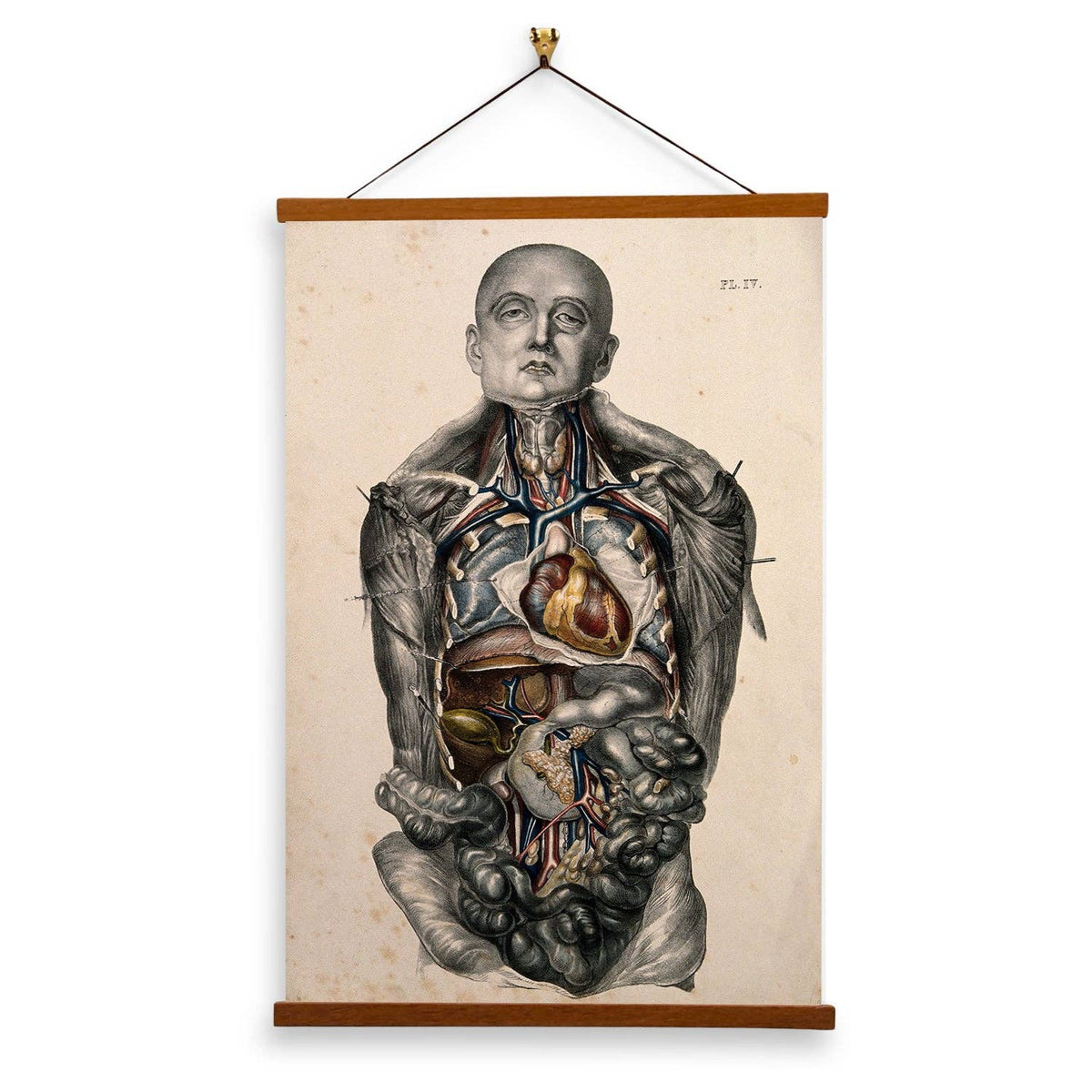 The Body of A Standing Man With His Head Shaved by  William Fairland - Giclee Print on Canvas with Magnetic Hanger