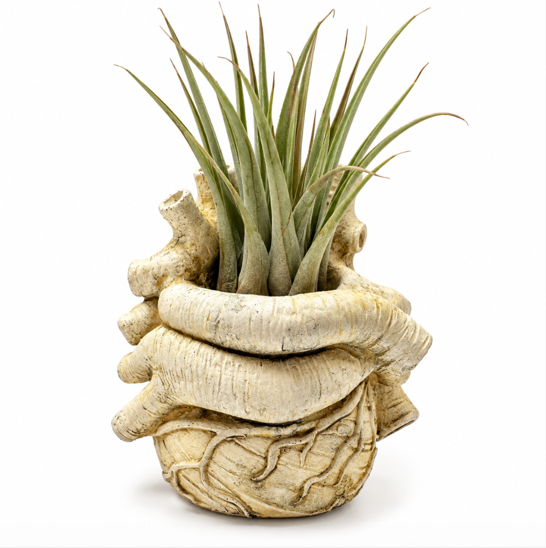 Anatomical Concrete Heart Pot