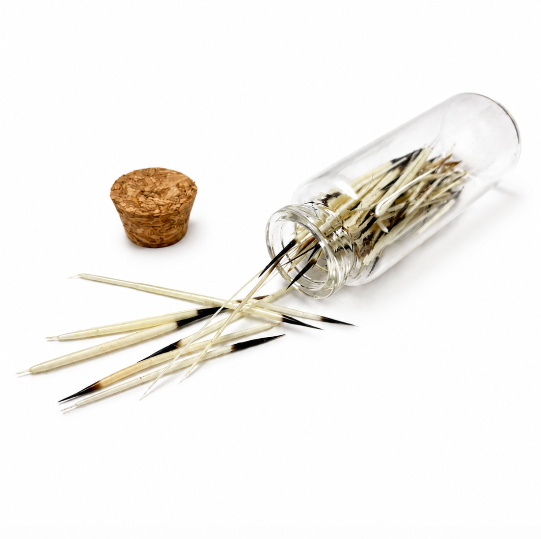 Natural porcupine quills in a corked glass jar alternate view