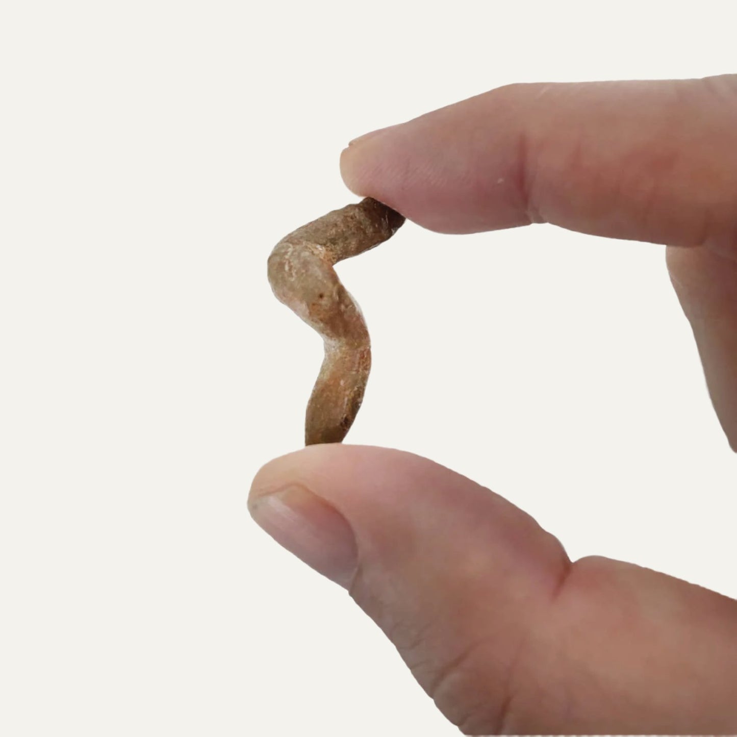 Coprolite Fossil |
Compact Curiosities Coprolite Fossil