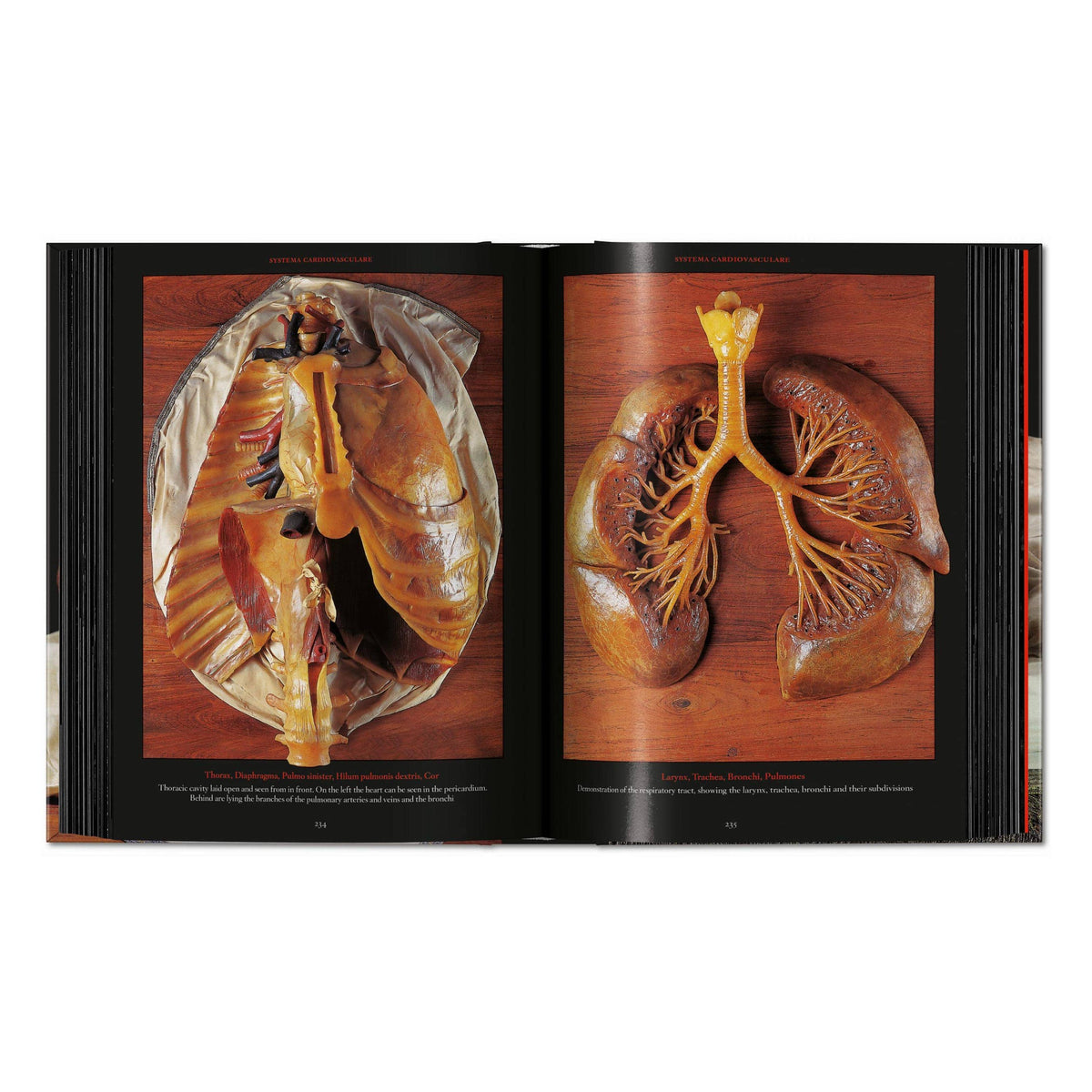 Anatomical Waxes. 45th Ed. (German, French, English)