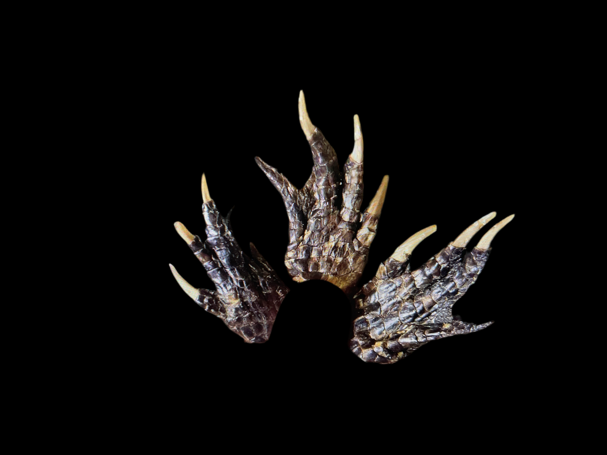Alligator hand