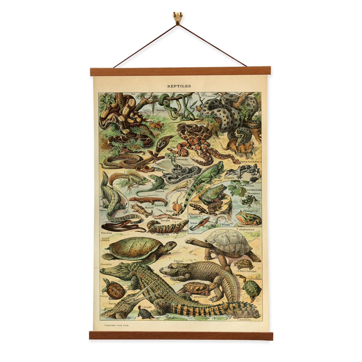 Reptiles by Adolphe Millot Scientific Illustration Canvas Print