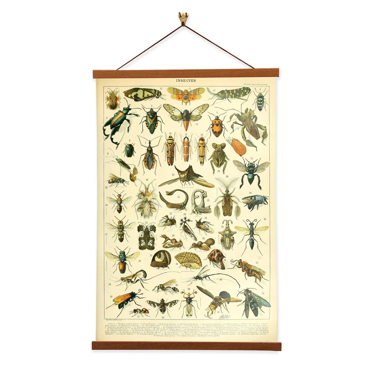 Insectes Set A by Adolphe Millot Scientific Illustration Canvas Print