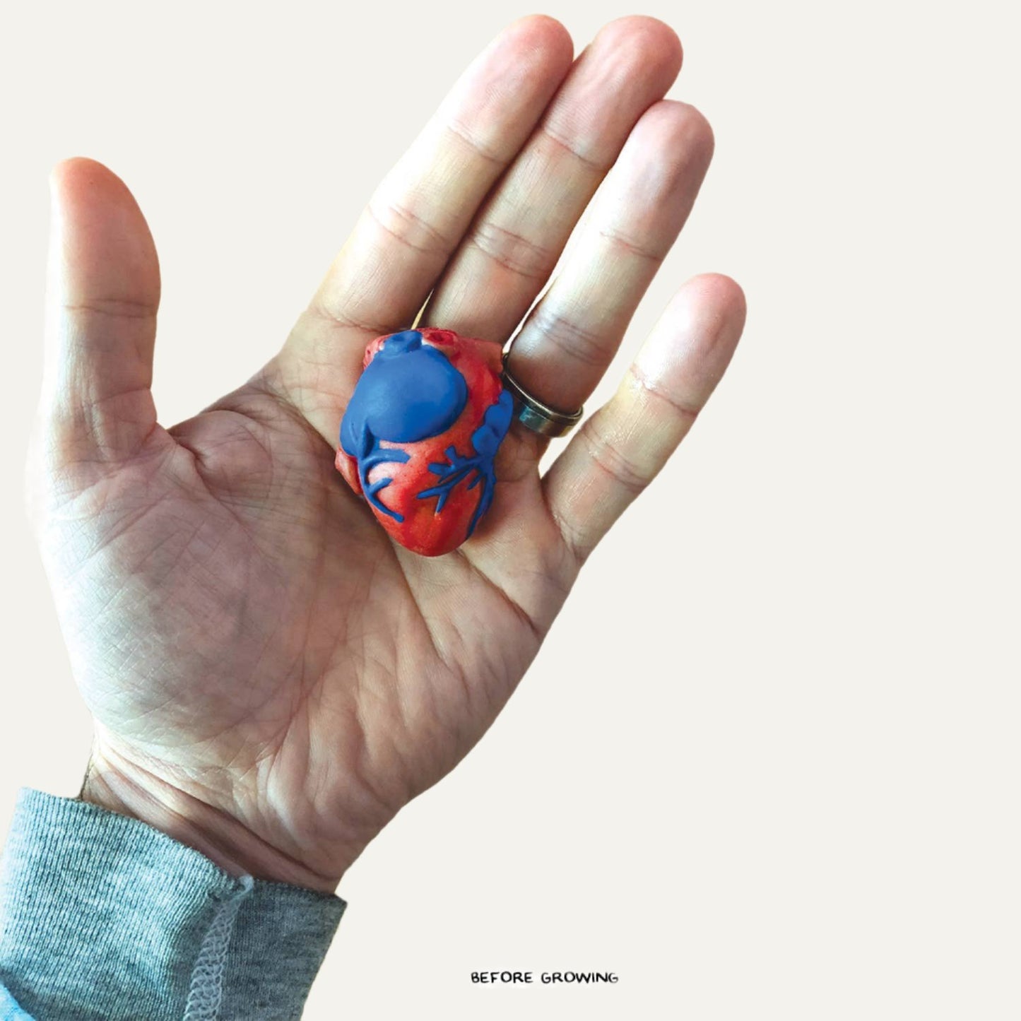 Grow a Heart |
Anatomy Model Polymer Heart Science Kit