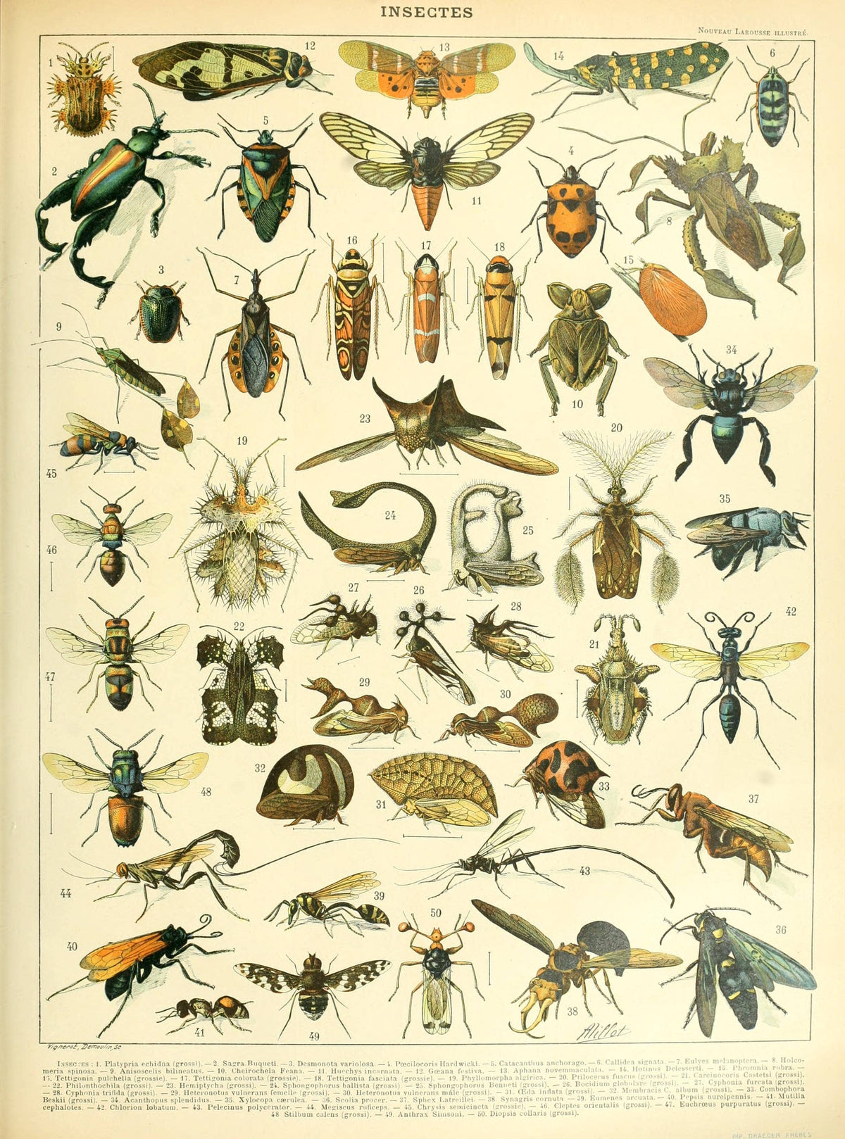 Insectes Set A by Adolphe Millot Scientific Illustration Canvas Print