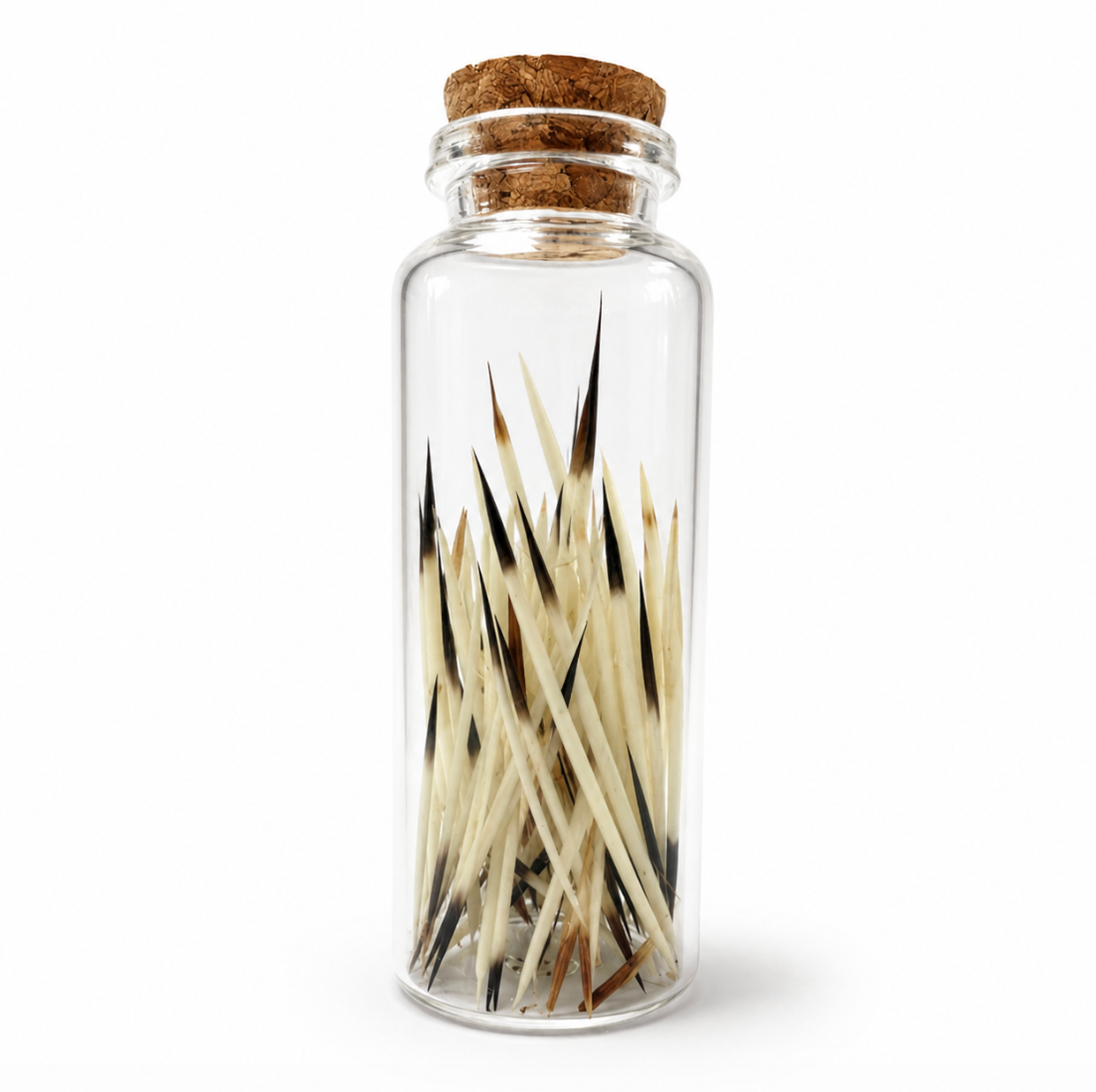 Natural porcupine quills in a corked glass jar