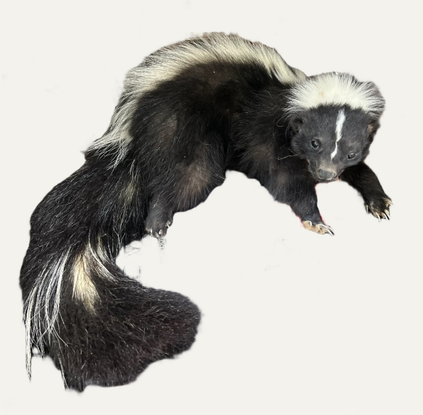 Taxidermy adult Skunk