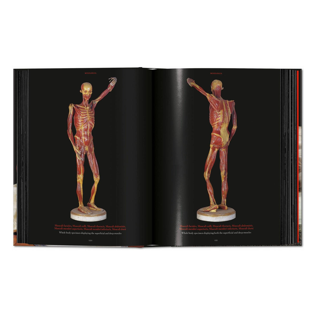 Anatomical Waxes. 45th Ed. (German, French, English)