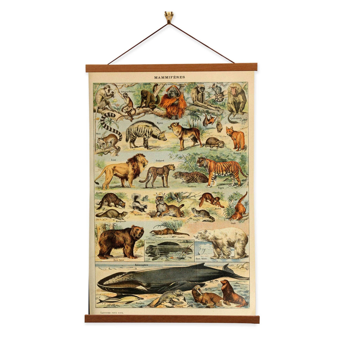 Mammals (Mammifères) Set C by Adolphe Millot Canvas Print