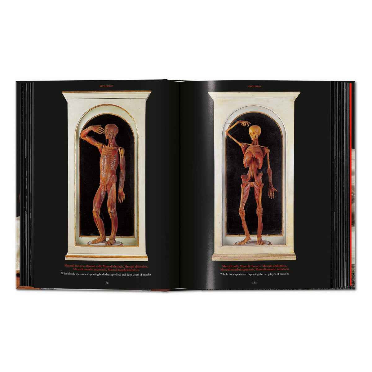 Anatomical Waxes. 45th Ed. (German, French, English)