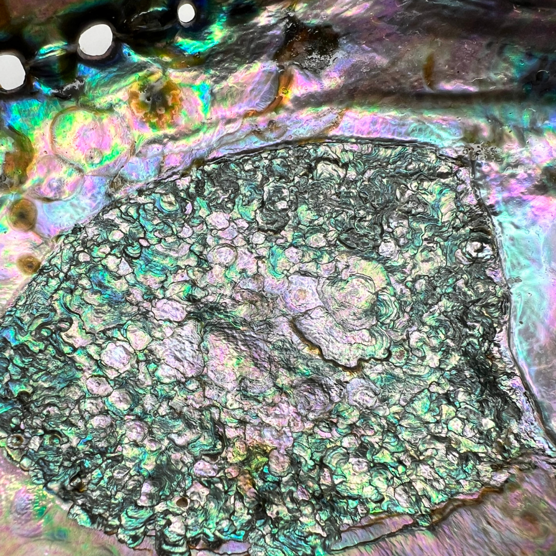 Abalone Shell Smudge Bowls