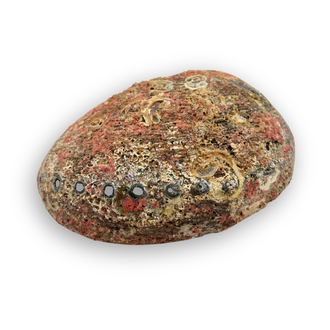 Abalone Shell Smudge Bowls