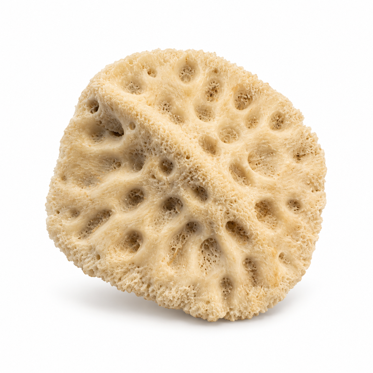 Individual alligator scute showing natural pitted texture and raised ridge on a white background