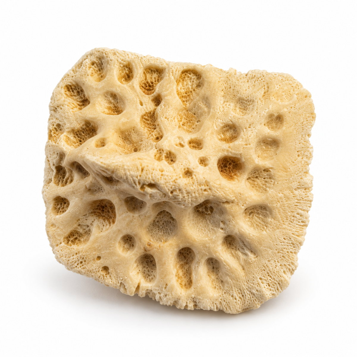 Individual alligator scute showing natural pitted texture and raised ridge on a white background