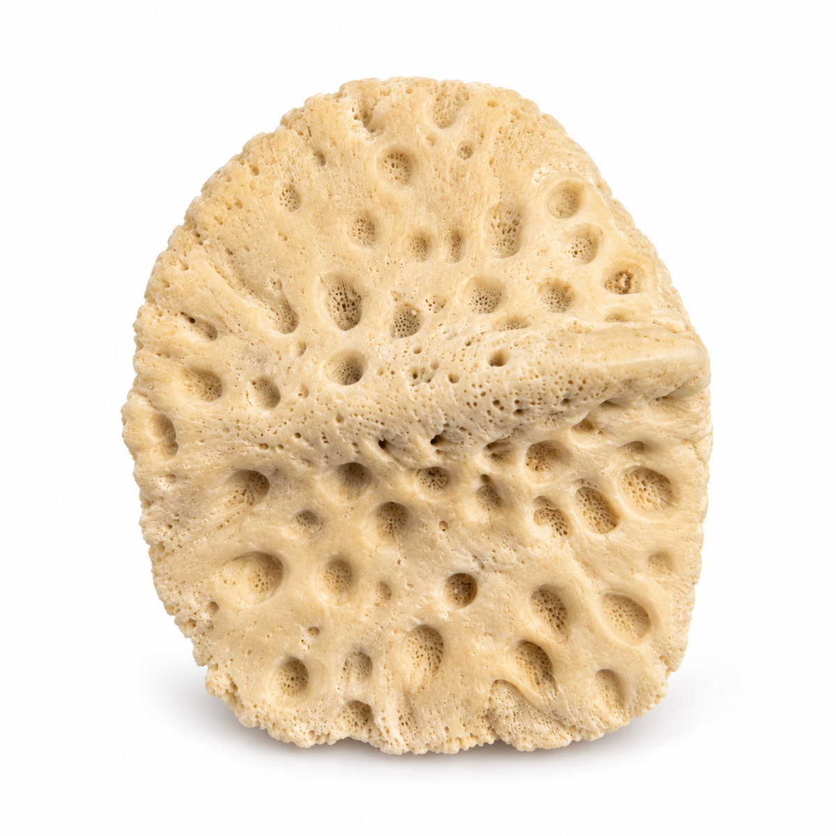 Individual alligator scute showing natural pitted texture and raised ridge on a white background