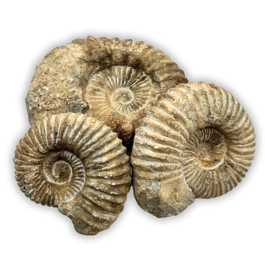 Ammonite Fossil