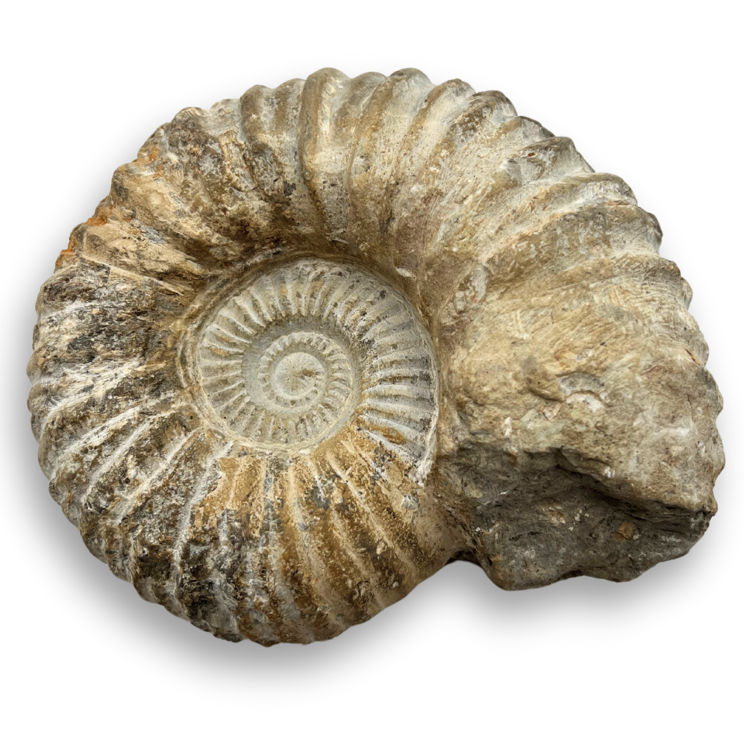Ammonite Fossil