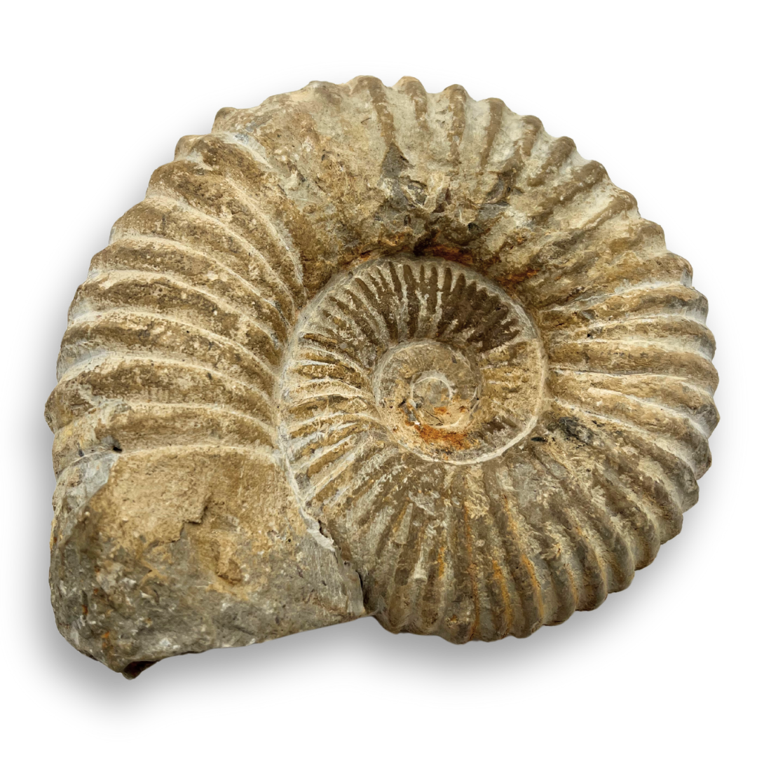 Ammonite Fossil