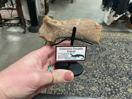 Dino Fossils