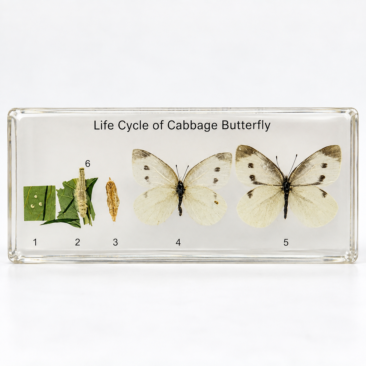 Cabbage butterfly life cycle resin specimen display