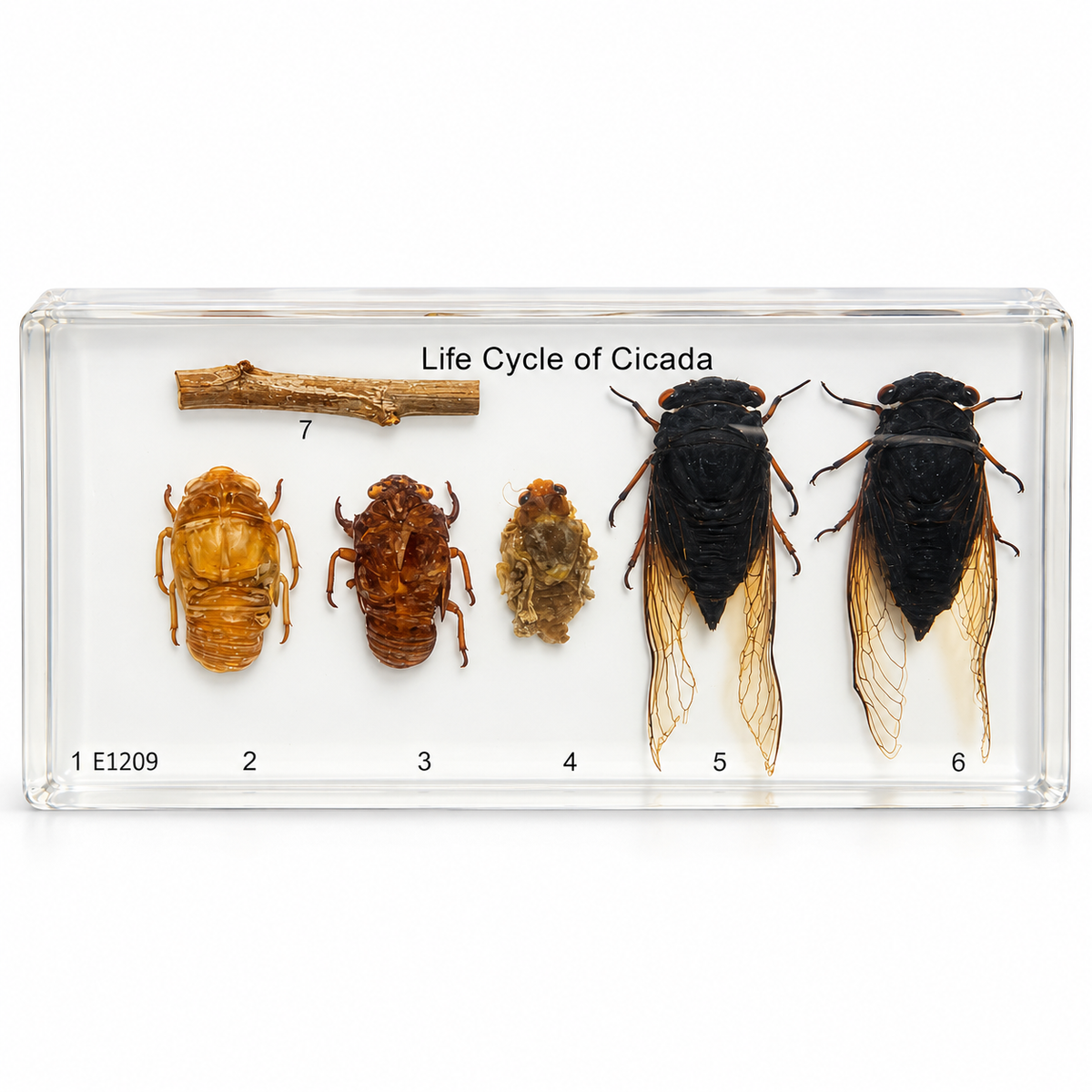 Cicada life cycle specimen display on a white background