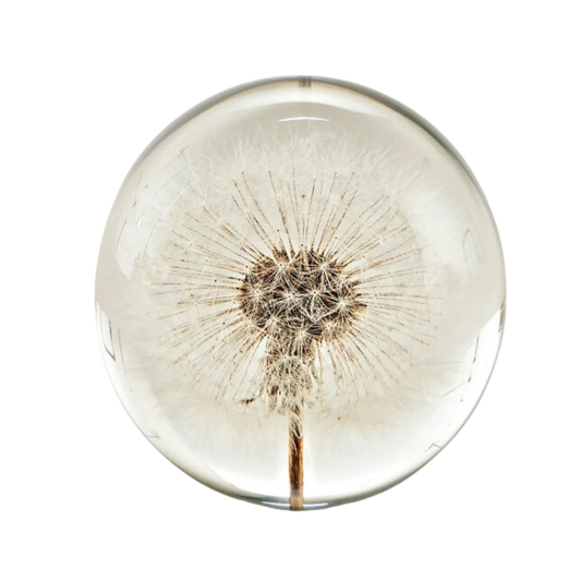 Preserved Dandelion