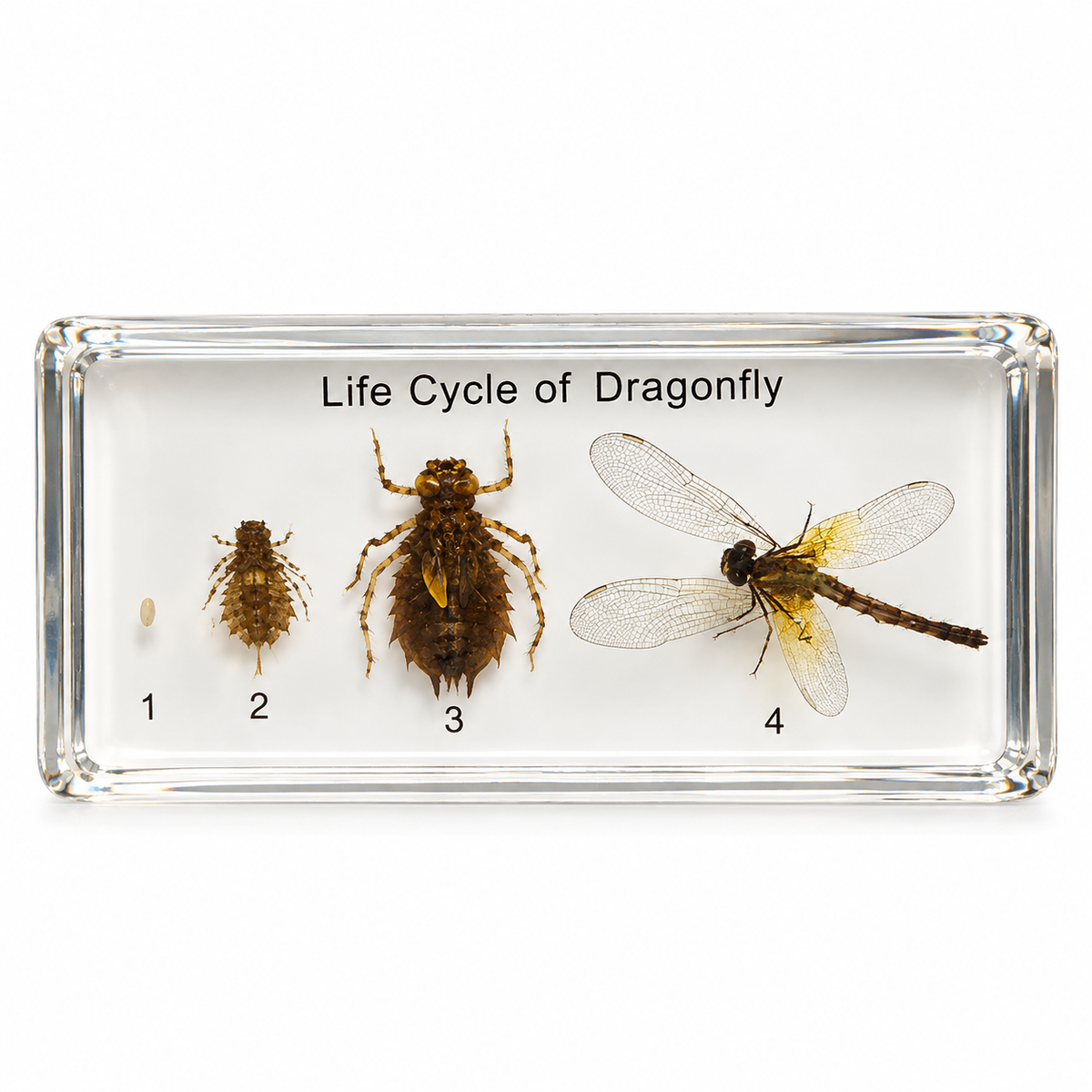 Dragonfly life cycle resin specimen display