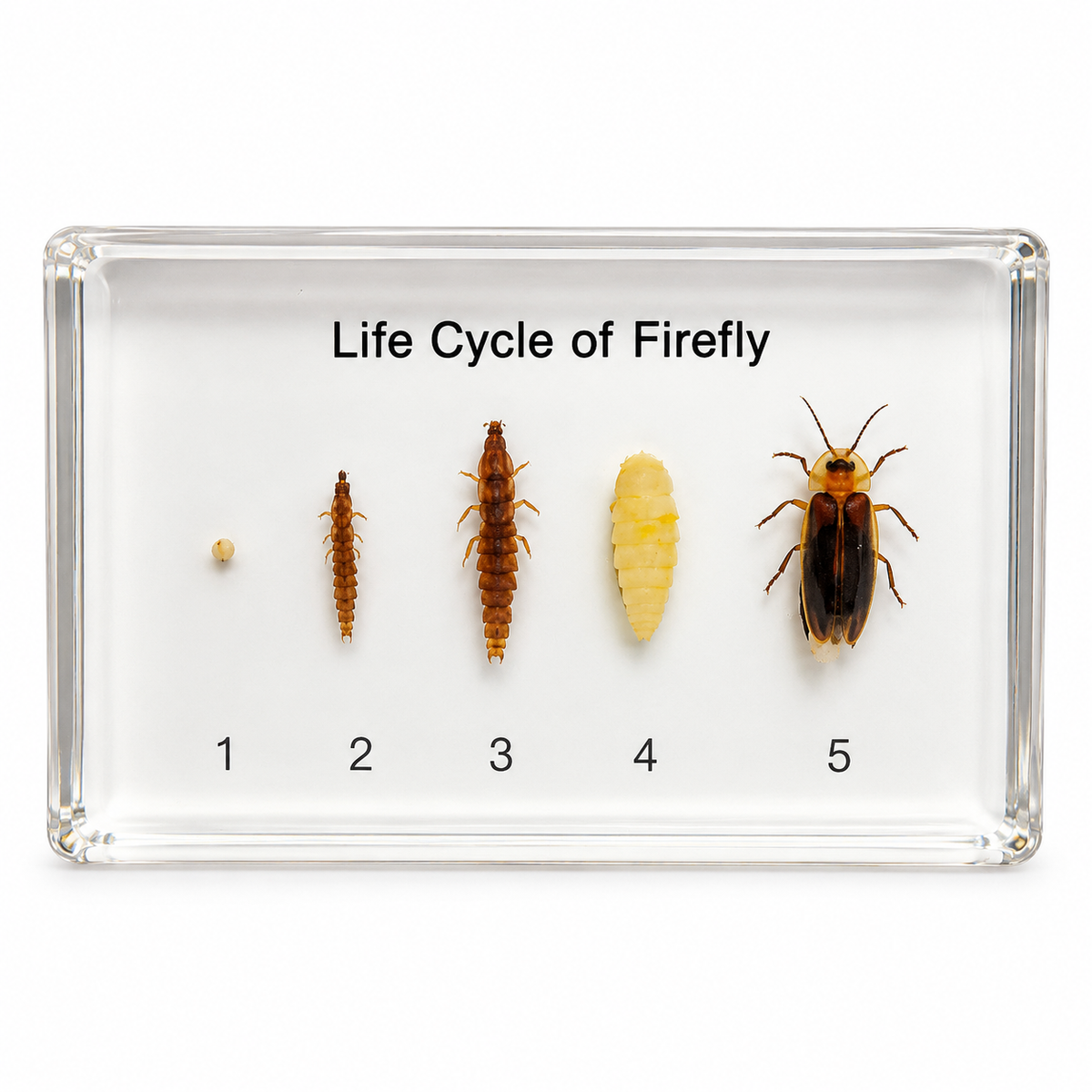 Firefly life cycle resin specimen display