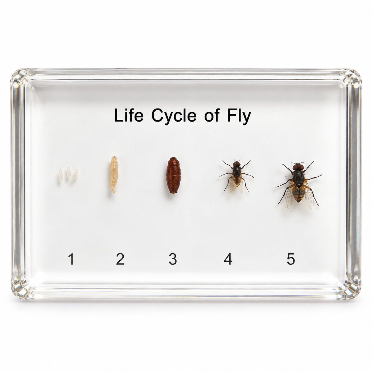House fly life cycle resin specimen display
