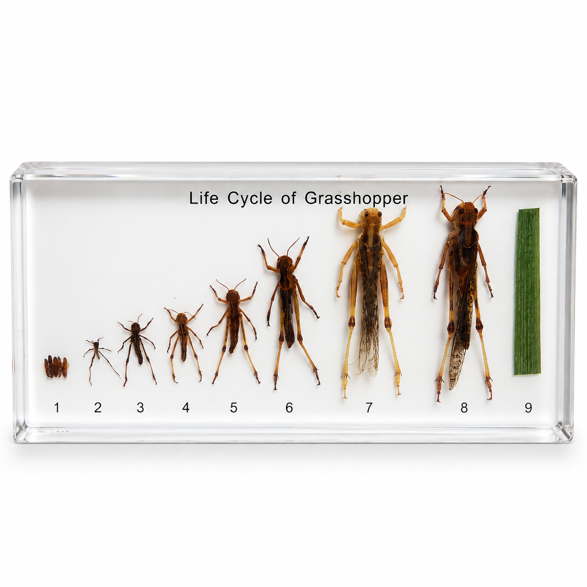 Grasshopper life cycle specimen display on a white background