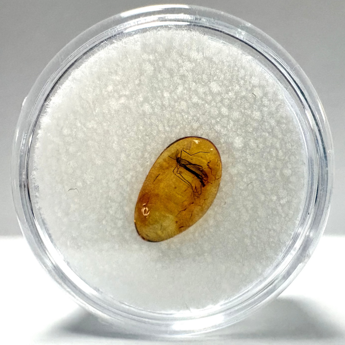 Insect in Amber