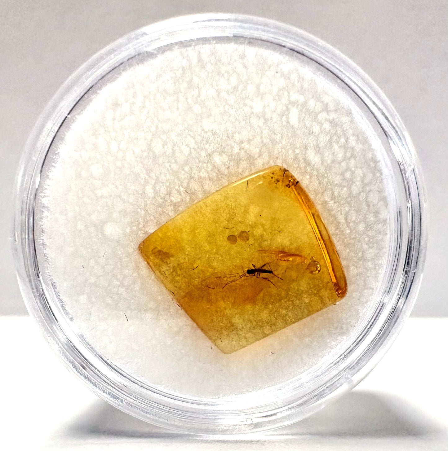 Insect in Amber
