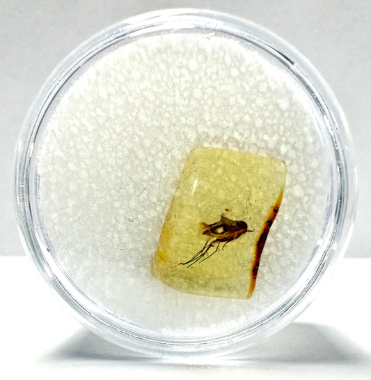 Insect in Amber