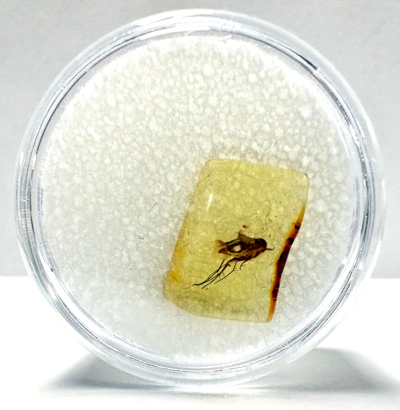 Insect in Amber