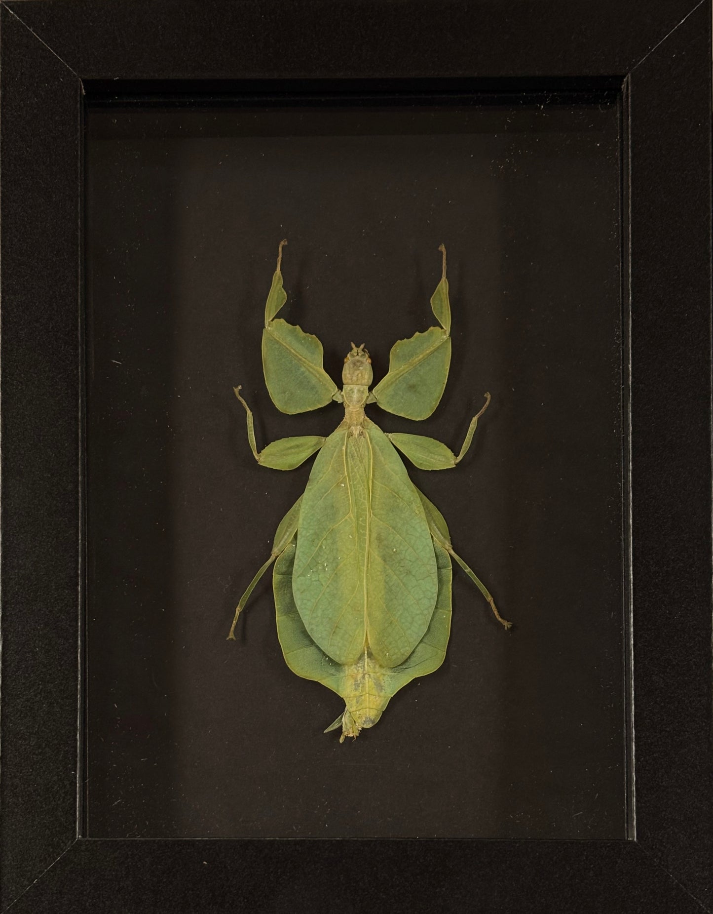 Leaf Bug Specimen Frame