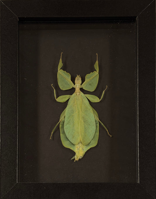 Leaf Bug Specimen Frame
